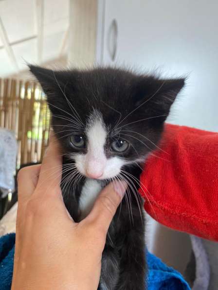 Озорной котёнок Том ищет дом в Санкт-Петербурге фото 10