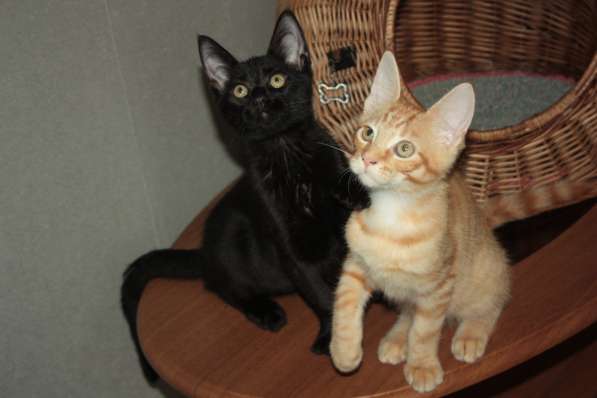 КРУТЫШКА КОТЭ ЧАУЗИ в Москве фото 4