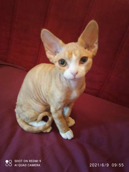 Девон Рекс Мальчики в Москве фото 3