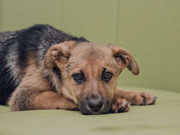 Молодая дворянка Медынь ищет добрый дом в Москве фото 7