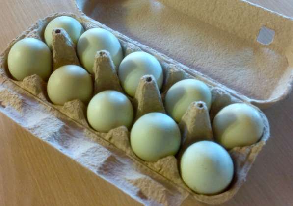 Куры мясо-яичной породы Араункаун. Несут голубые яйца в Касимове фото 12