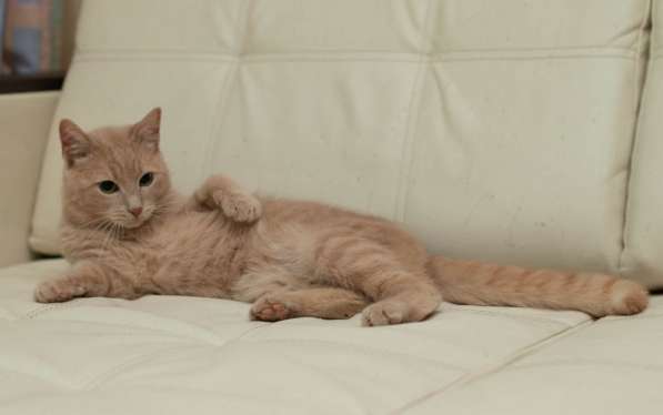 Ладненький красавчик кот Филя ищет дом в Москве фото 3