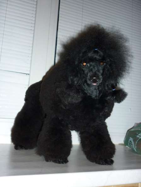 Продаются щенки той пуделя (миниатюрные) в Подольске фото 6