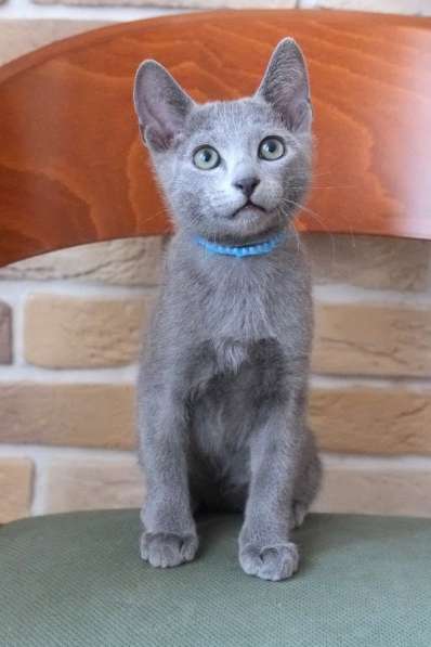 Котята Русская голубая в Тюмени фото 29