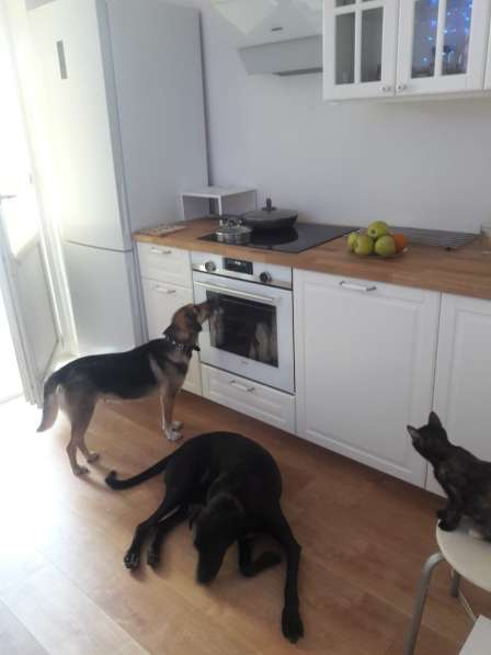 Собака в добрые руки в Москве фото 6