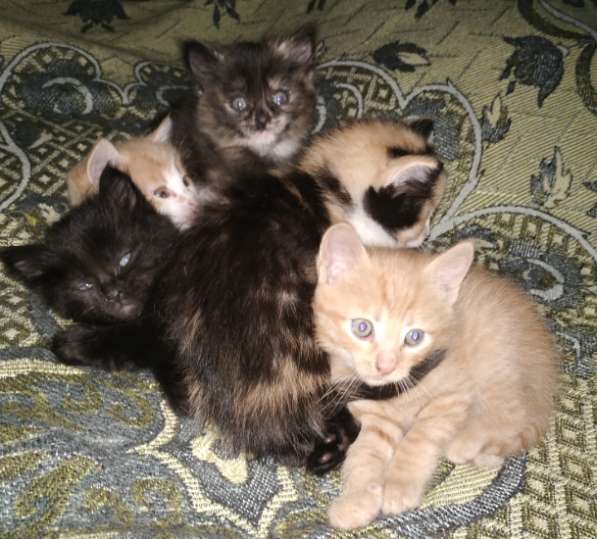 Отдам котят в фото 8