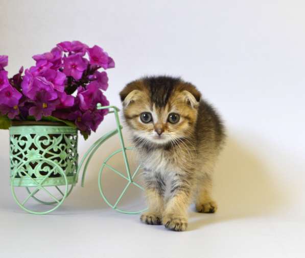 Шотландские котята, цена снижена в Москве фото 13