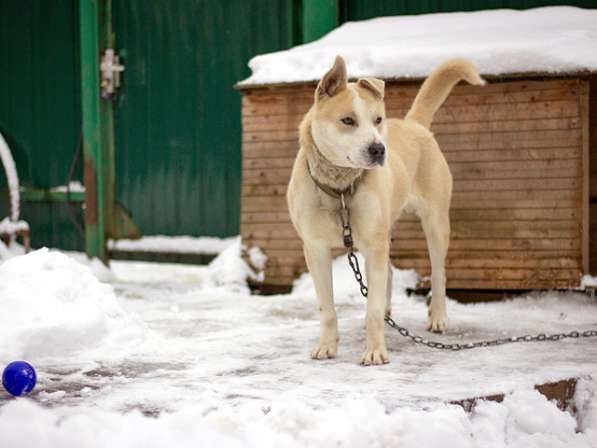 Отличный охранник, молодой домашний пес Алекс в добрые руки в Москве фото 4