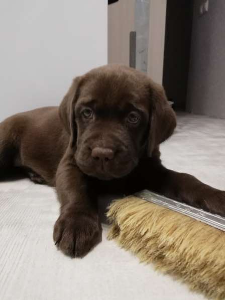 Шоколадные щенки Лабрадора ретривера в Москве