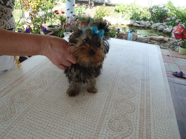 Элитные собачки в Балаково фото 9