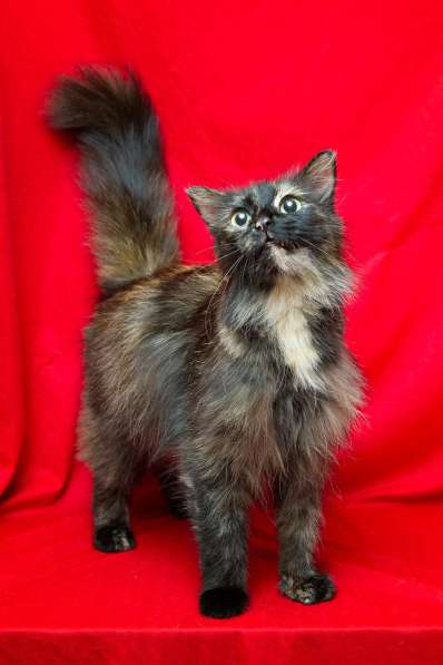 Эсми – космическая красота. Молодая кошечка в дар в Калуге фото 18