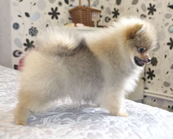 Продаются щенки немецкого шпица в Новосибирске фото 5