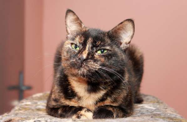 Кошка в добрые руки. Ася — летняя феечка в Калуге фото 9