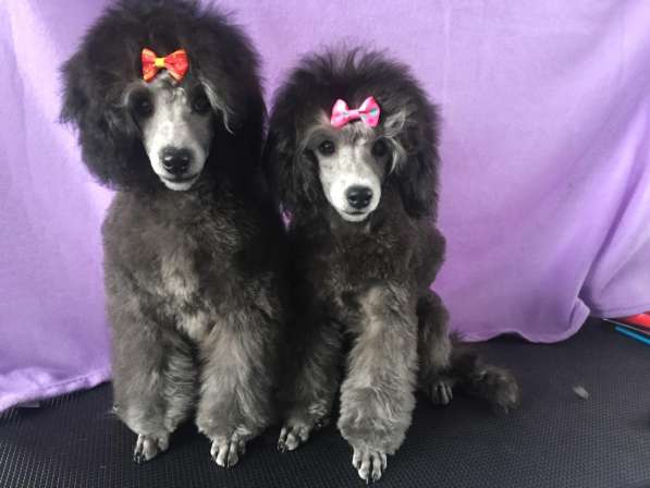 Пудель миниатюрный в Москве фото 5