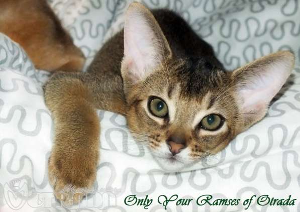 Абиссинские котята в фото 5