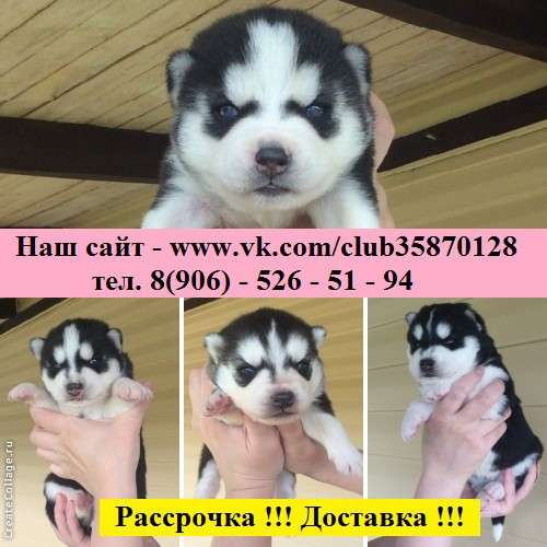 Щеночки хаски