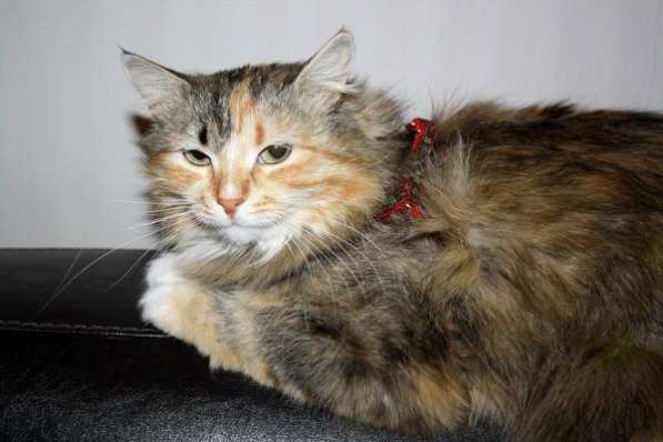 Особенная кошка Муся пушистая красавица в поисках дома.