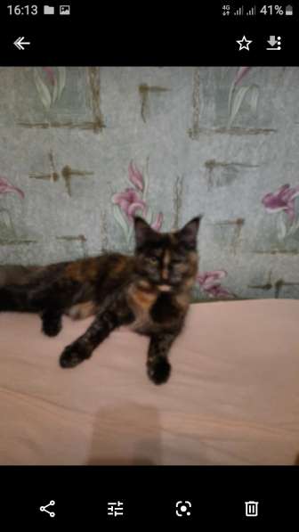 Пропала кошка мейнкун в Ростове-на-Дону фото 4