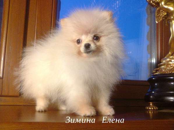 Девочка помираночка Мини в Москве