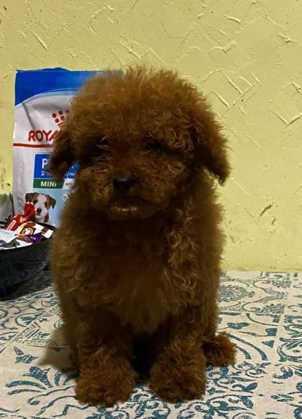 Той пудель. Red в фото 3