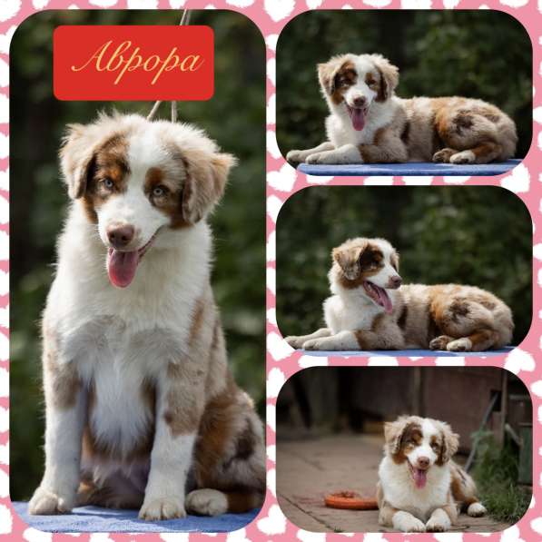 Миниатюрная американская овчарка в Домодедове фото 25