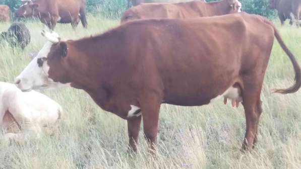 Продам дойных коров в фото 3