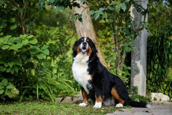 Щенки бернского зенненхунда из питомника в Москве фото 5
