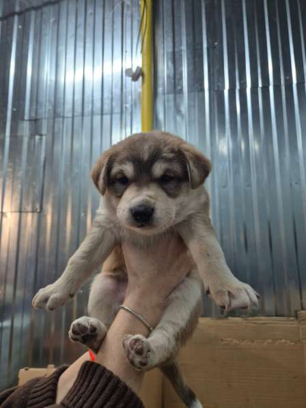 Щенки в добрые руки в Саратове