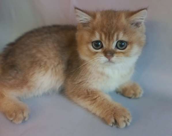 Шотландские котята золотая шиншилла
