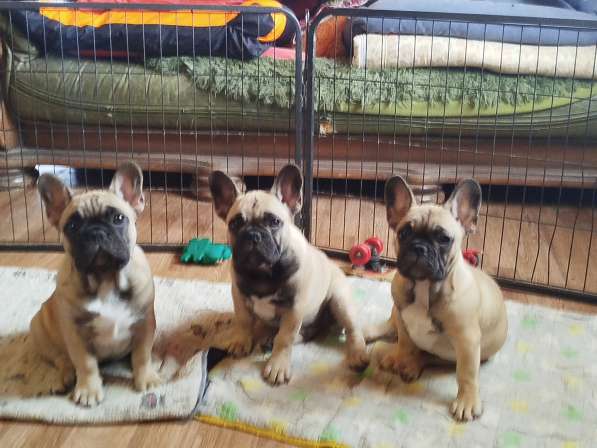 Щенки из питомника РКФ в Москве фото 12