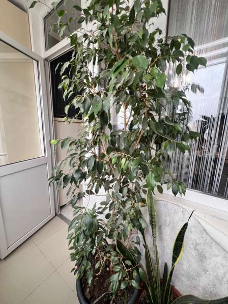 Продается фикус в Махачкале
