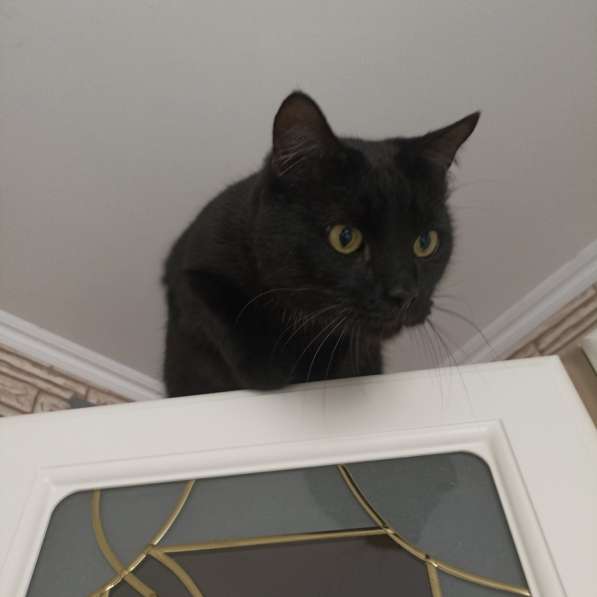 Обаяшка в дар. Котик в фото 8