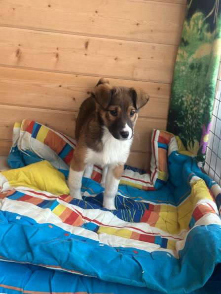 Щенок в добрые руки