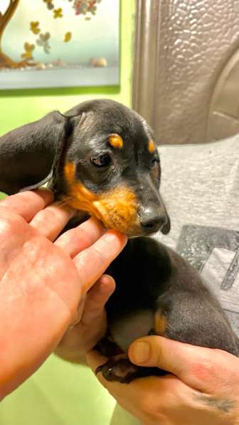 Стандартные девочки таксы