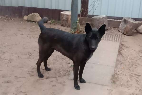 Прекрасная собака-охранница Бэтта в дар в фото 4