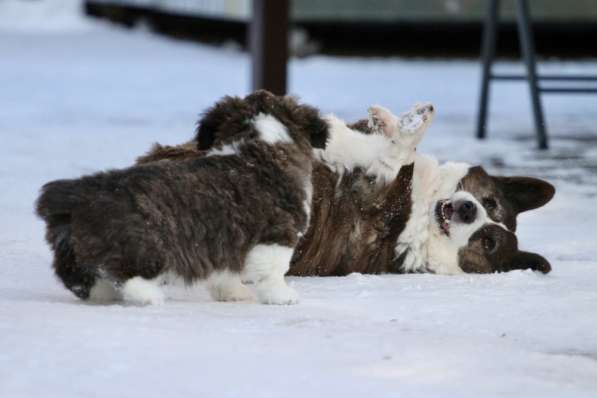 Щенок вельш корги кардиган в Москве фото 8