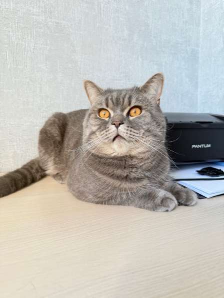 Вязка кота
