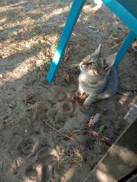 Котенок в дар в фото 5