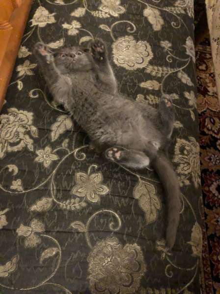 Шотландский котенок в Махачкале фото 8