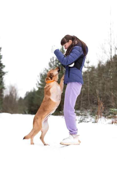 Тома. Сильная девочка палевого окраса в Москве фото 3