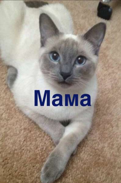 Тайский котёнок в Ростове-на-Дону фото 3