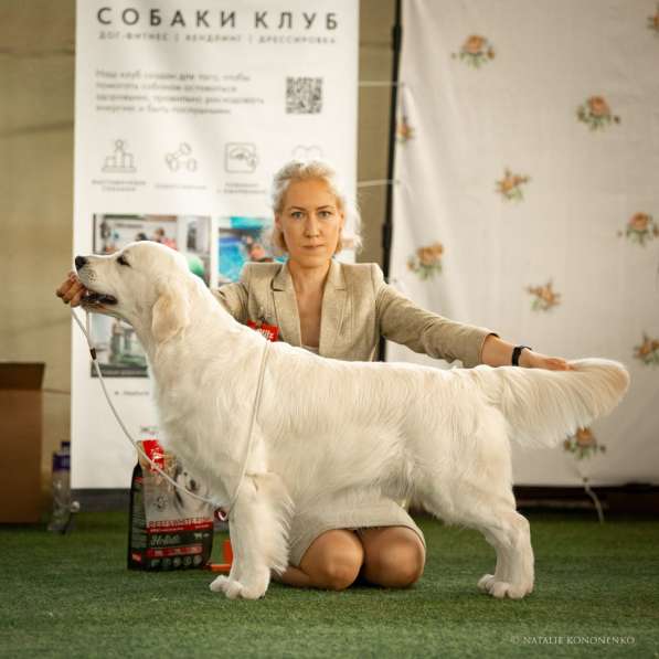 Щенки золотистого (голден)ретривера