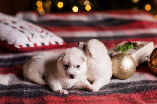 Открыта бронь на щенков хаски в Москве фото 20