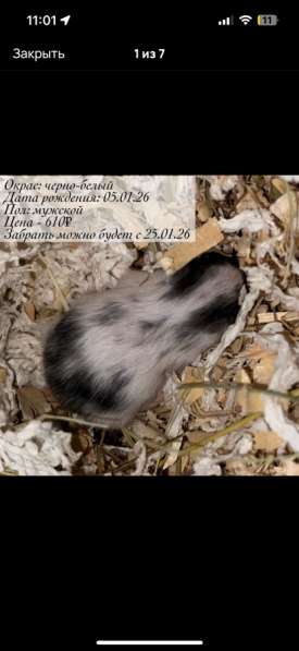 Сирийские и джунгарские хомяки с клетками