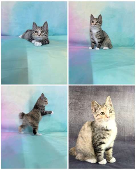 Курильски бобтейл котята