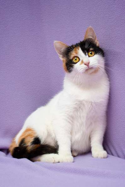 Яркий трехцветный котёнок Варя в дар в Москве фото 5