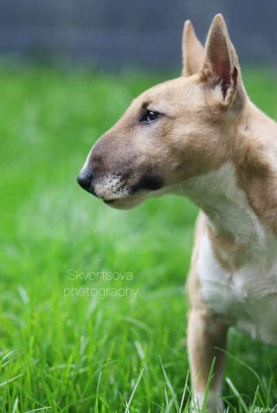 Щенок мини бультерьер, мальчик в Москве фото 3