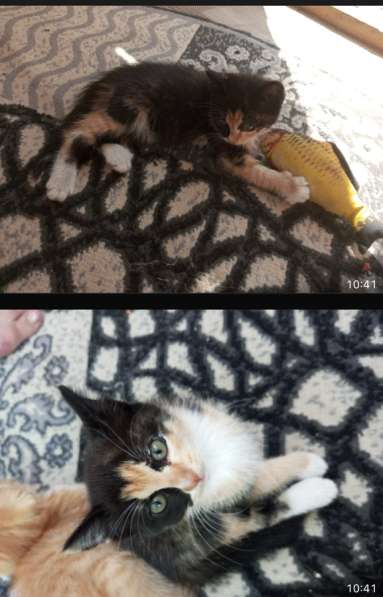 Одаём кошку в добрые руки