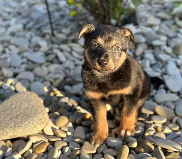 Милая щенок-девочка Тея в добрые руки в Москве фото 6