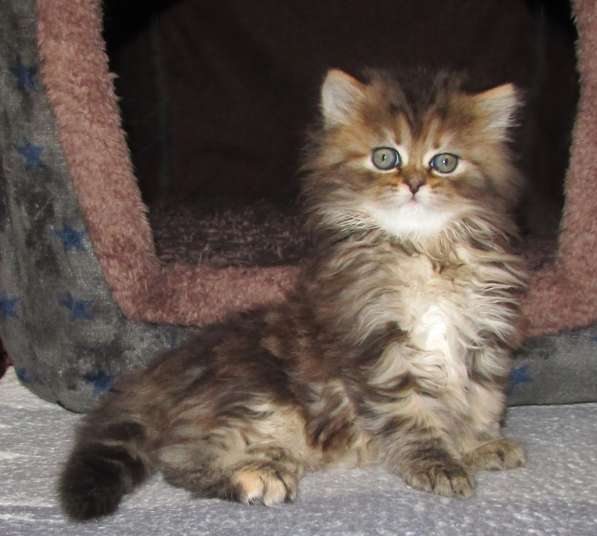 Шотландские котята в Санкт-Петербурге фото 10